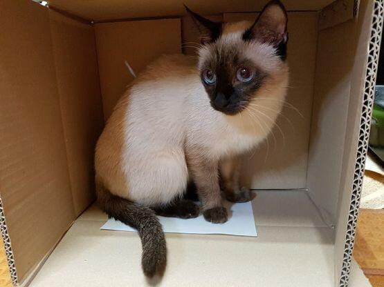 우리집 주인님의 사진이야 제발 목숨만은 살려줘ㅜㅜㅠ🐈
