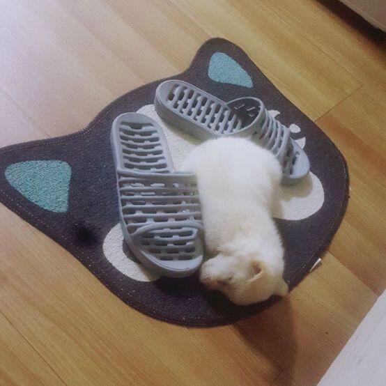 아! 사진 첨부 됐다!! 아직 아기같아 많아봤자 3개월??