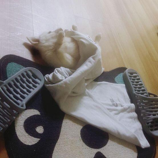 아까 혼자 놀땤ㅋㅋㅋㅋ 귀엽더라..