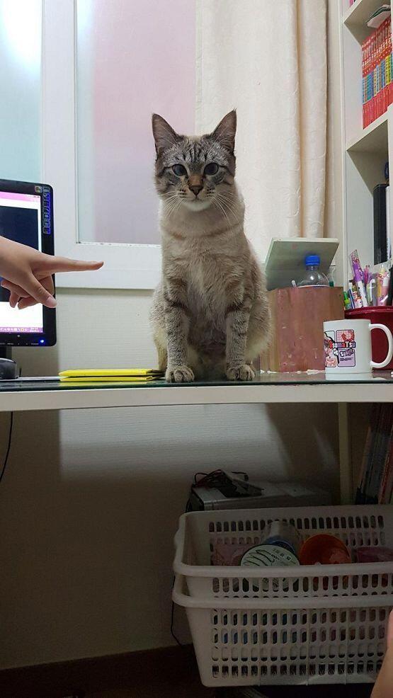 학원쌤네 고양이들과 길고양이와 친구네 고양이! 짱 귀엽지?!