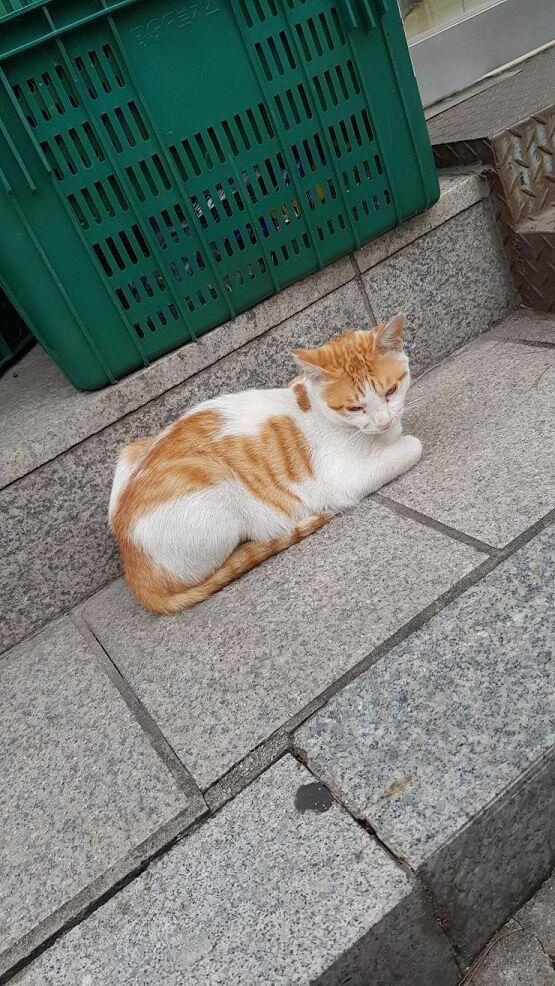 학원쌤네 고양이들과 길고양이와 친구네 고양이! 짱 귀엽지?!