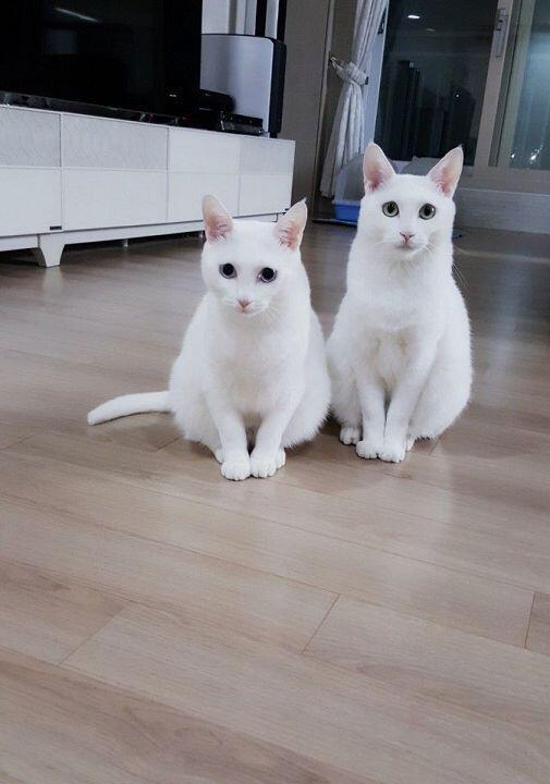 핰핰 나죽는다 주인님들 넘 이ㅃㅓ~!~!~!!!
