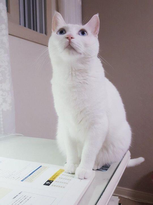 ㅠㅠㅜㅜㅜㅠㅜㅡㅜ주인니무ㅜㅠㅠ주인ㄴ님
