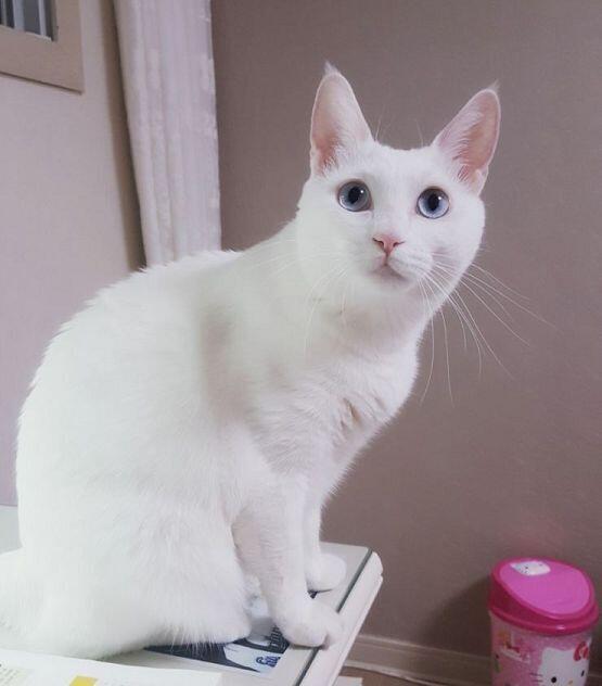 ㅠㅠㅜㅜㅜㅠㅜㅡㅜ주인니무ㅜㅠㅠ주인ㄴ님