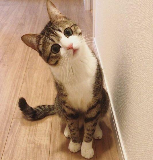 뿅