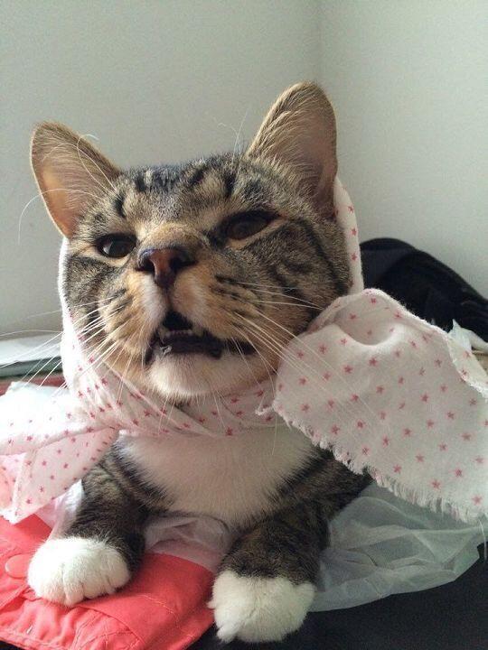 고양이 사진은 많은데 왜 한번에 3개가 최대야 ㅠㅠㅠ
