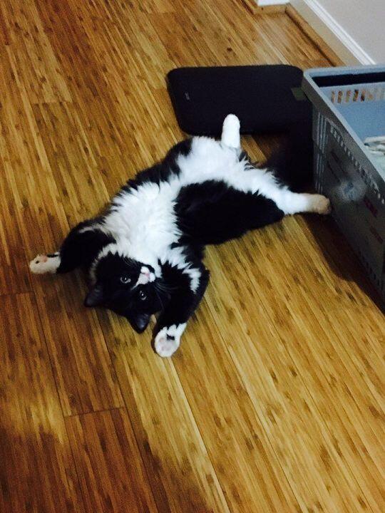 고양이 사진은 많은데 왜 한번에 3개가 최대야 ㅠㅠㅠ