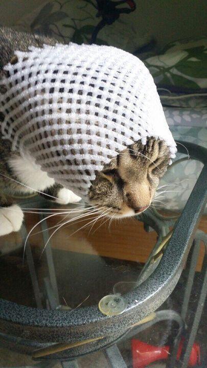 고양이 사진은 많은데 왜 한번에 3개가 최대야 ㅠㅠㅠ