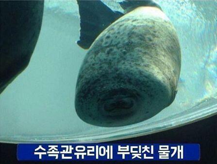 짜부