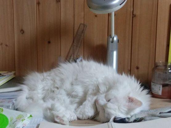 드릴테니 목숨만은..