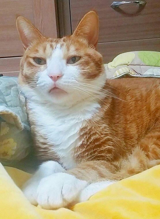 우리집 냥청이님!