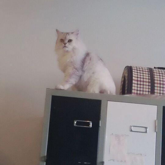 며칠 전에 고양이 카페에 다녀와서 찍은 거지! 하나같이 예쁘고 귀엽지 않나!?