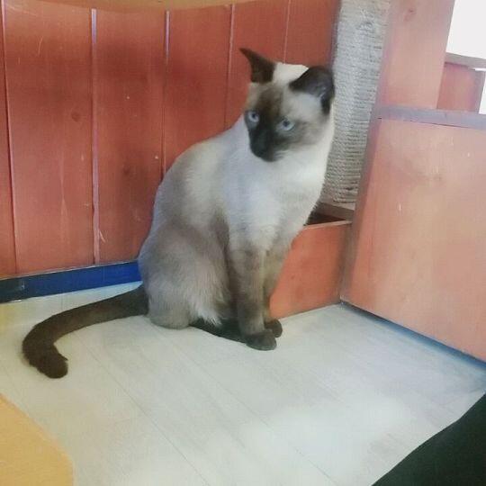 며칠 전에 고양이 카페에 다녀와서 찍은 거지! 하나같이 예쁘고 귀엽지 않나!?