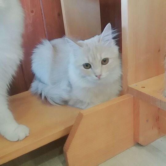 며칠 전에 고양이 카페에 다녀와서 찍은 거지! 하나같이 예쁘고 귀엽지 않나!?