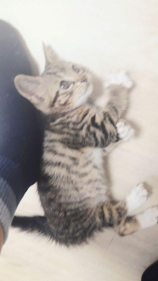 스레주야 갱신되어 있길래 와봤어. 고양이 응애시절때 보여주려고 고르고 있었는데 제일 귀여운건 이거 아닐까 싶어. 초점 흔들린거 미안해..그때 너