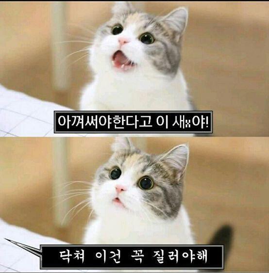 니야옹