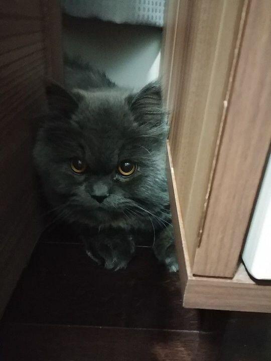 오랜만! 이제와서 돌아온 이유는??!!(두구두구두구두구) 바로!!!! 가족이 늘었당!!!!!! 냥냥님이 늘었어! 이번 주인님은 날 싫어하시고 그