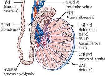 다 보다보니 잘못알고 있는 사람들이 있어서 쓰는거야 고환은 기본적으로 고환과 부고환이 한쪽에 다 있어 양쪽 다 고환 부고환은 같이 있어 너네 학