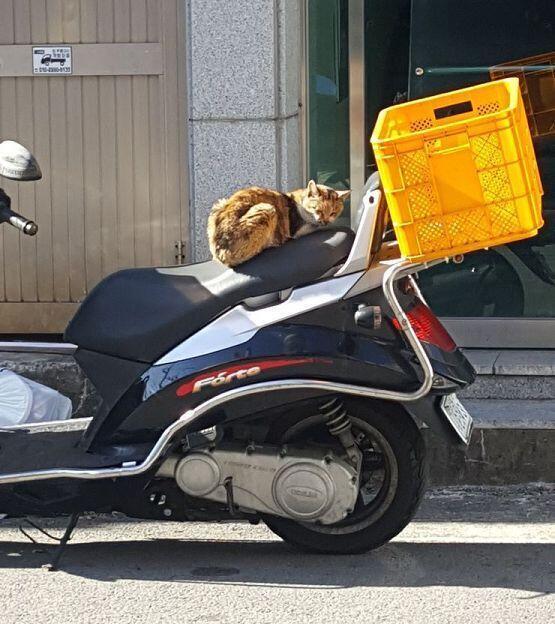오늘 본 커여운 고양이