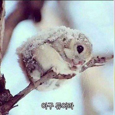 아구튜어라