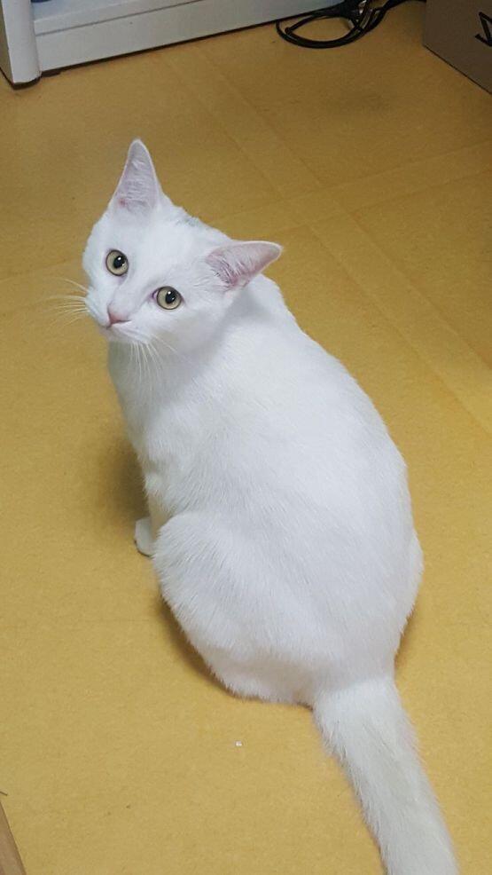 우리집 고양이 그려줘