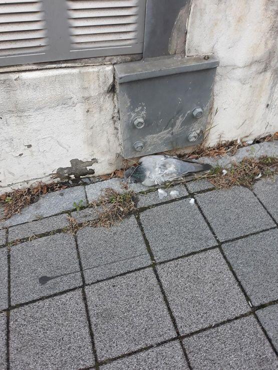 ..-. - ..-. .-.. .- -... .--. .... .-.. -.- -.. ...- .-.. - --. -.- ..- -... .