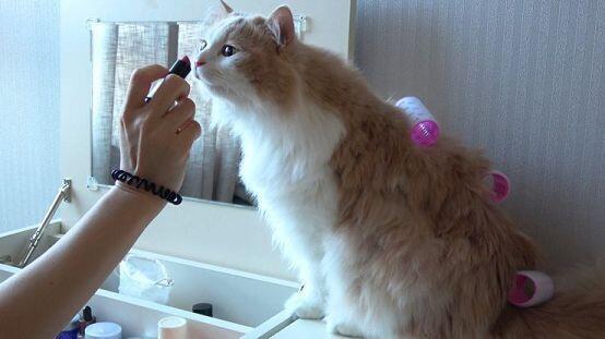 공부하는 냐옹이🐾 사진 출처는 유튜브 크림히어로즈 채널 디디 냥이🐾