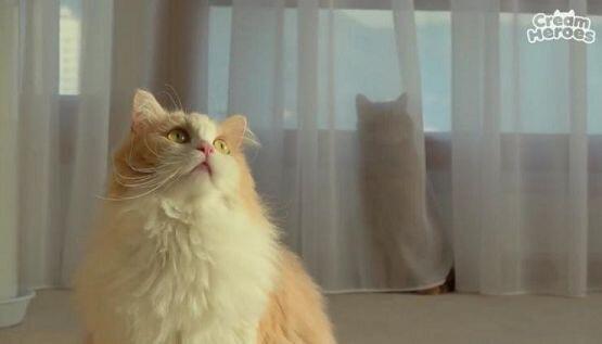 공부하는 냐옹이🐾 사진 출처는 유튜브 크림히어로즈 채널 디디 냥이🐾