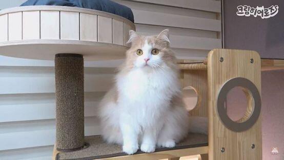 공부하는 냐옹이🐾 사진 출처는 유튜브 크림히어로즈 채널 디디 냥이🐾