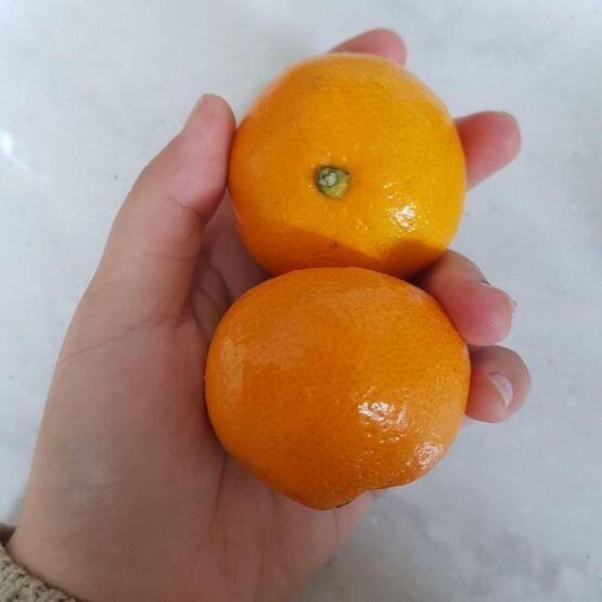 하 저녁에 먹으려고 아침에 남겨둔건데 정황상 동생인가 본데 이놈의 기집애 오기만 해봐라 ㅡㅡ 씁 어쩔 수 없지 저녁은 계란이랑 귤로 때운다