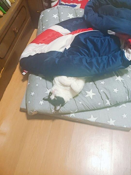 움...우리 냥이들.. 두마리는 똑같이 생긴게 항상 붙어있어.. 그리고 흰색냥이는 마치 사람새끼마냥 이불안에 저러고 누워있는거 좋아한다...