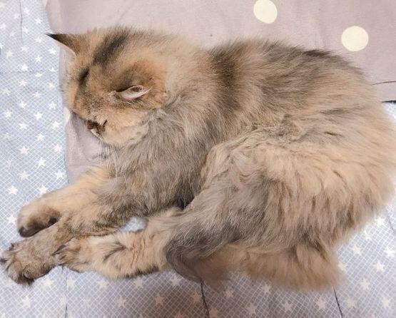 초반엔 고양이 귀여워ㅠㅠ 였는데 이제는 그냥 내 동생들이고 얘네 없는 삶은 상상이 안되는 정도...?그냥 가족이지 ㅇㅅㅇ 고양이들 미용한다고 병
