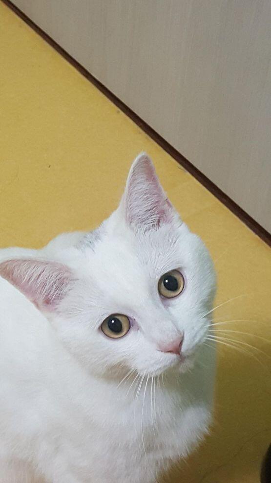 우리집 고양이 그려조