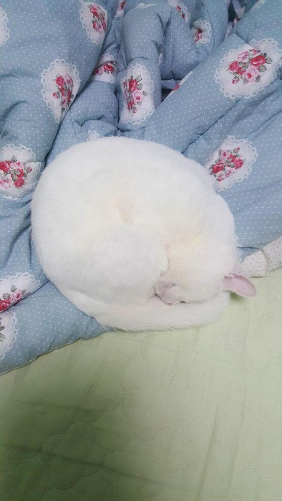 우리집 고양이 그려조
