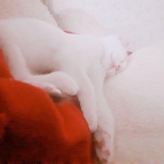 헐 이렇게 많이 달아줄 줄 몰랐는데 냥냥이 이름은 구름이가 됐어!!! 너무 고마워 다들ㅠㅠ 구름이가 아기 낳게 된다면 여기 있는 이름들로 지을게