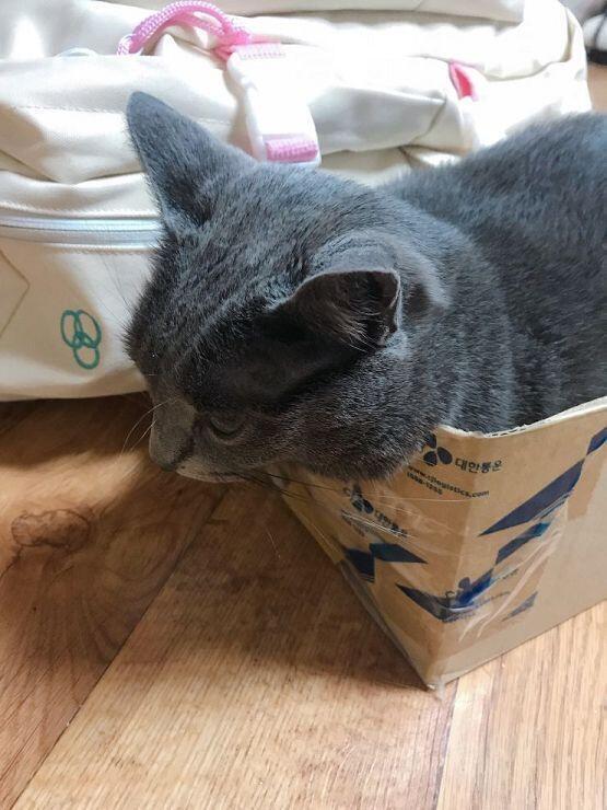 이건 우리집 둘째 고양이!! 몇일째 이 박스에 자꾸 들어가서ㅋㅋㅋㅋ스윽 올려봐
