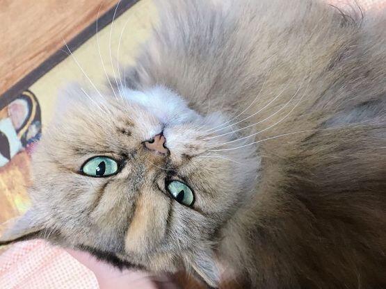 이건 방금 찍은 첫째 고양이! 이름 부르니 애옹 하고 대답도 잘해