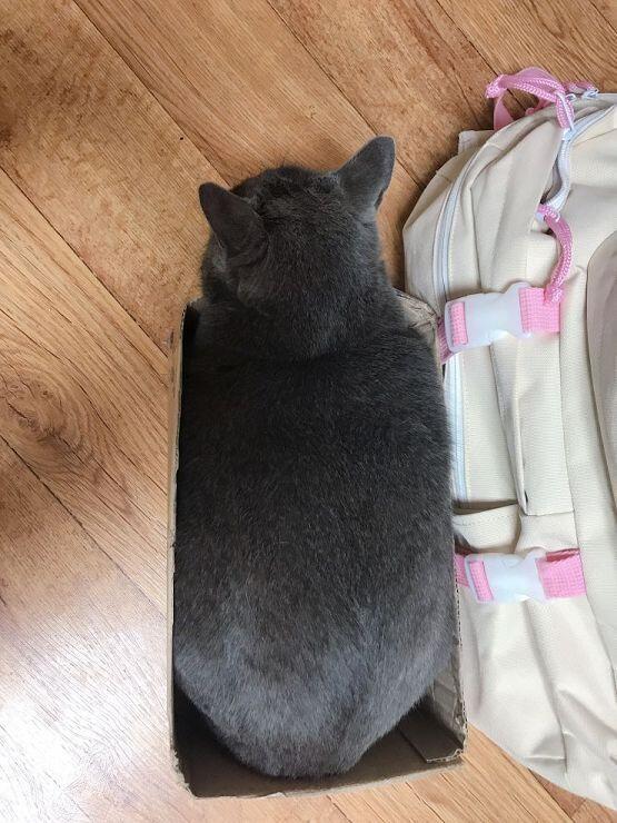 이건 우리집 둘째 고양이!! 몇일째 이 박스에 자꾸 들어가서ㅋㅋㅋㅋ스윽 올려봐