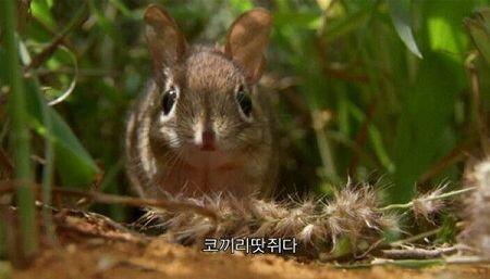 코끼리땃쥐