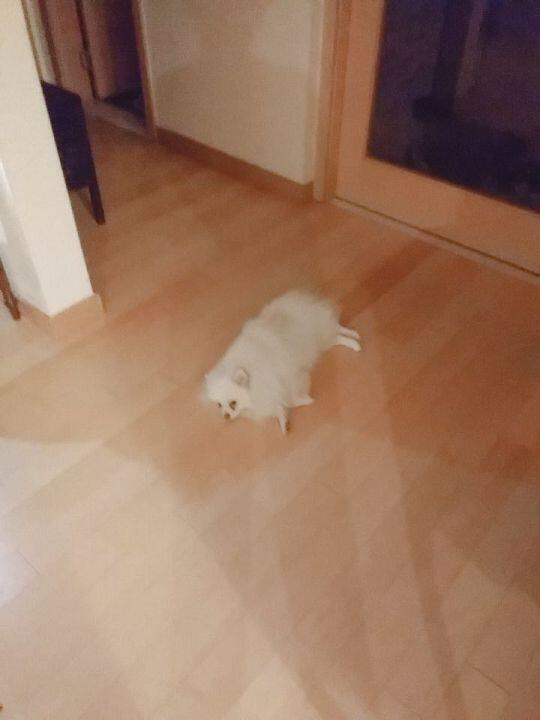 포메!!!! 사진은 우리집 강아지