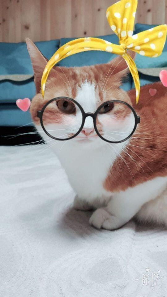 치즈! 고양이야