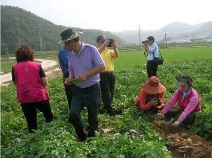 갈릭 포테이토가 감자 밭에서 일하는 모습
