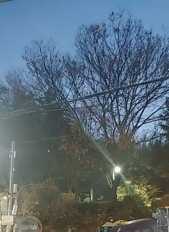 오늘도 퇴근길에 보여서 찍어봤는데.. 사진으로는 안보이는 것 같아 가로등 불빛찍혀있는 그 나무 앞에 있어 그런데 느낌상인지 뭔지 어제보다 더 커