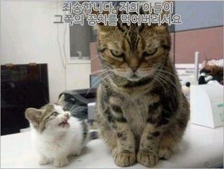 동물짤 좋아