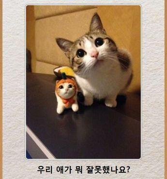 냐옹이는 진리지 ㅇㅇ