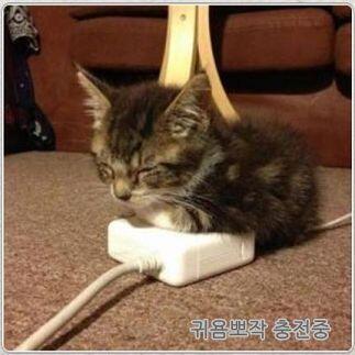 냐옹이는 진리지 ㅇㅇ