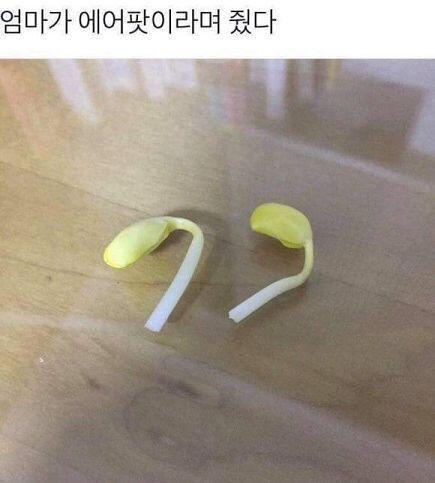 콩나물임