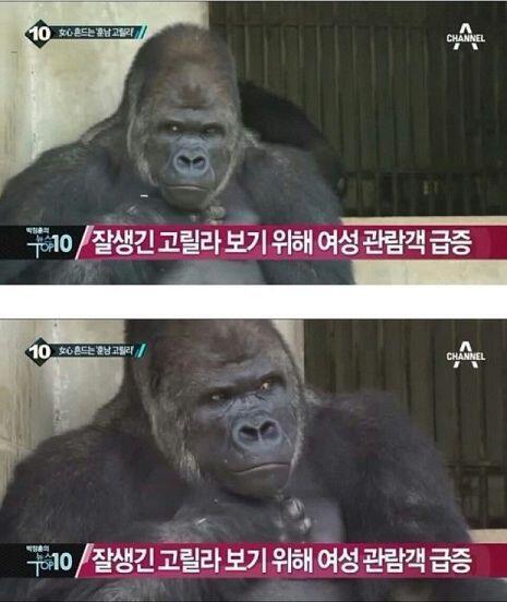 첨부짤의 고릴라