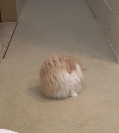 커엽지? 내 고양인 아니지만