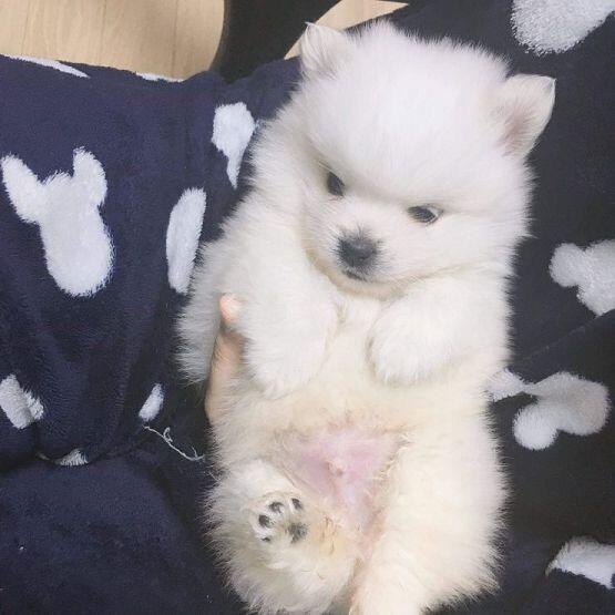 레스더들이 많이 오면 좋을것같아서 사진을 뿌린다..! 다들 우리 뽀미좀 봐줘ㅜㅜ! 완전 귀엽지